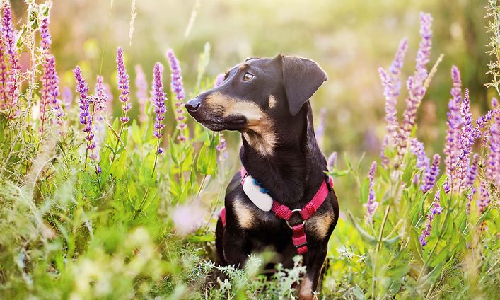 Tractative GPS Trackers - Hund